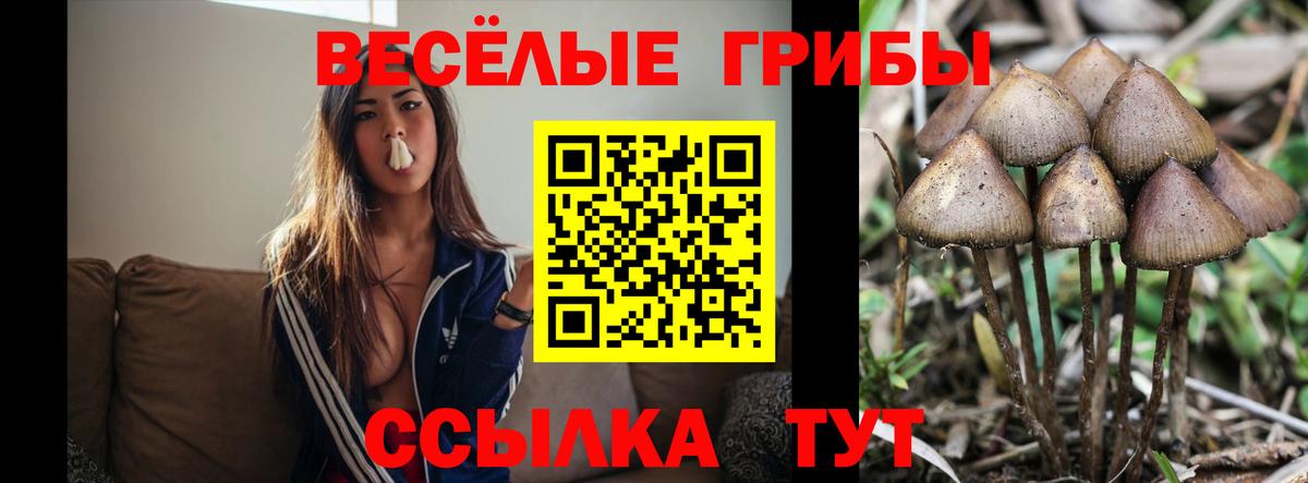 Галлюциногенные грибы Psilocybe  Вход с VPN  Хасавюрт 